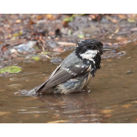Coal Tit Washing