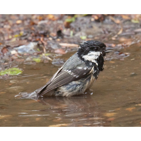 Coal Tit Washing