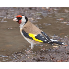 Goldfinch Washing