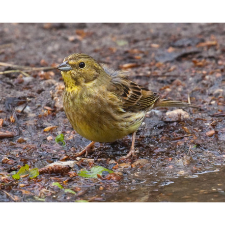 Yellowhammer Drinking