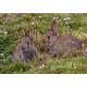 Rabbits