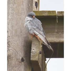 Red Footed Falcon Suffolk