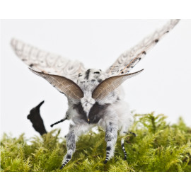 Puss Moth 2