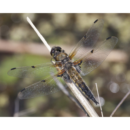 Four Spot Chaser