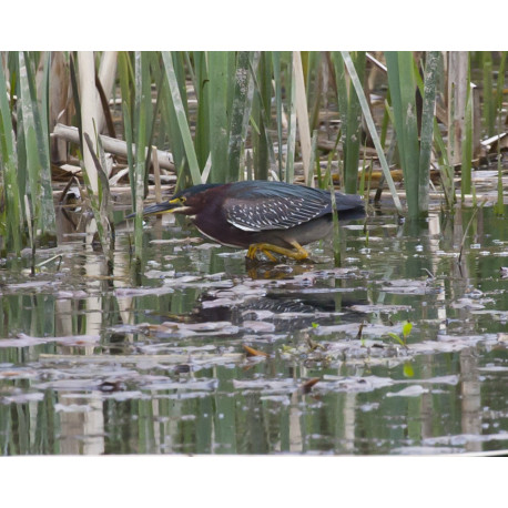 Green Heron Wales