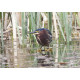 Green Heron Wales 1