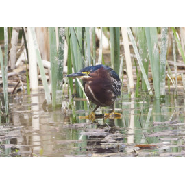 Green Heron Wales 1