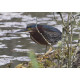 Green Heron Wales 2