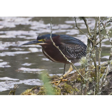 Green Heron Wales 2