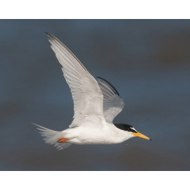 Little Tern Winterton