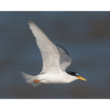 Little Tern Winterton