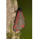 Cinnebar Moth