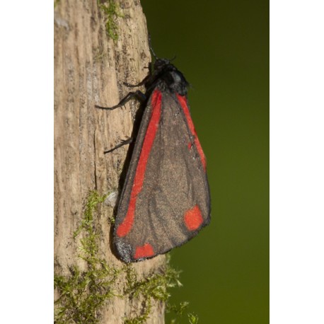 Cinnebar Moth