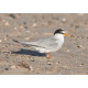 Little Tern Winterton 1