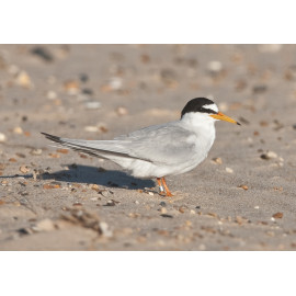 Little Tern Winterton 1