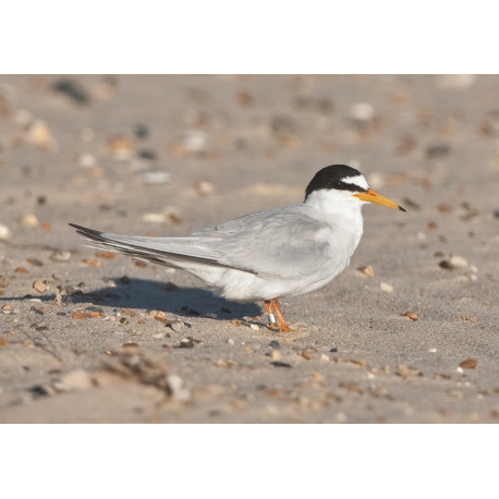 Little Tern Winterton 1