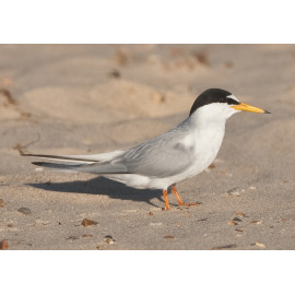 Little Tern Winterton 2