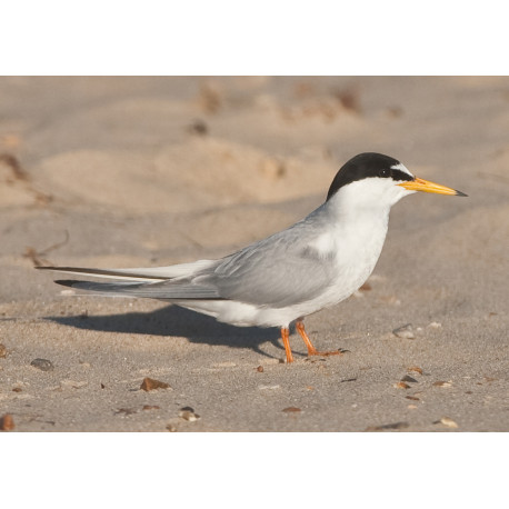 Little Tern Winterton 2