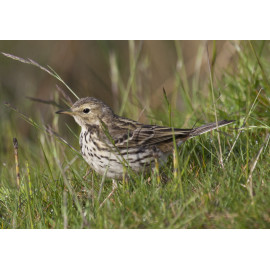 Meadow Pipit Wales