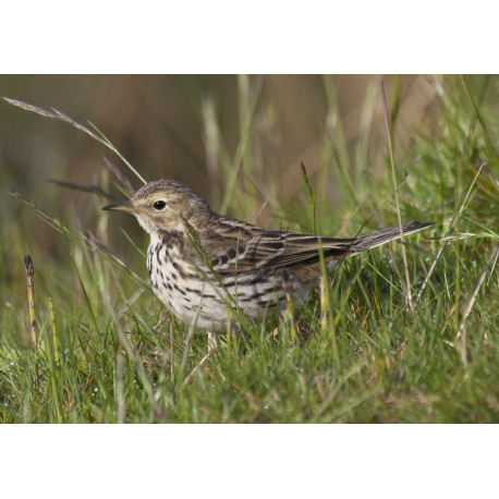 Meadow Pipit Wales