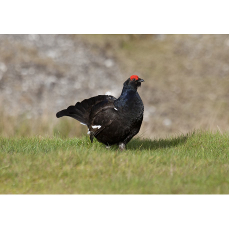 Black Grouse Wales 7