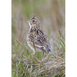 Skylark Wales