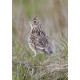 Skylark Wales