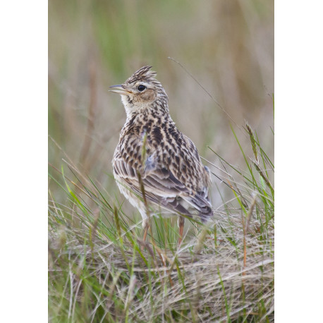 Skylark Wales