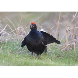 Black Grouse Wales 8