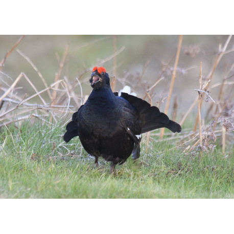 Black Grouse Wales 8