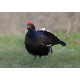 Black Grouse Wales 9