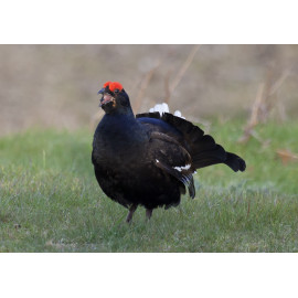 Black Grouse Wales 9