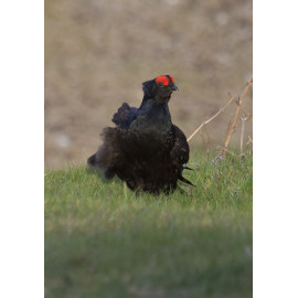 Black Grouse Wales 10