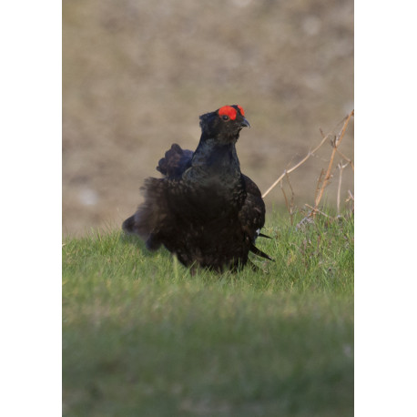 Black Grouse Wales 10