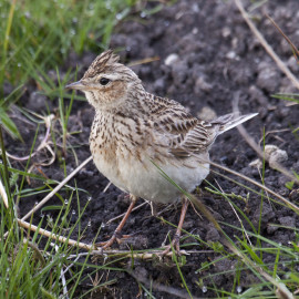 Skylark Wales 1