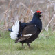 Black Grouse Wales 11