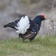 Black Grouse Wales 12