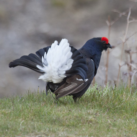 Black Grouse Wales 12