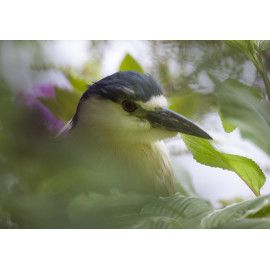 Night Heron Shrewsbury
