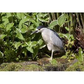 Night Heron Shrewsbury 1