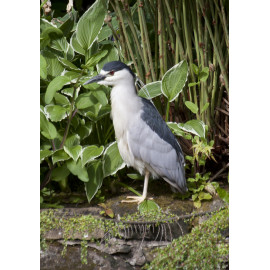 Night Heron Shrewsbury 2