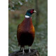 Pheasant Strumpshaw