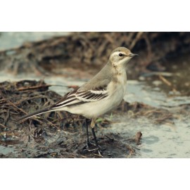 Citrine Wagtail Juvenile
