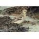 Citrine Wagtail Juvenile