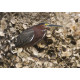 Green Heron Florida 1
