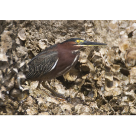Green Heron Florida 1