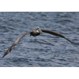 Brown Pelican Juvenile in Flight Florida
