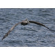Brown Pelican Juvenile in Flight Florida