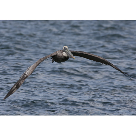 Brown Pelican Juvenile in Flight Florida