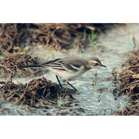 Citrine Wagtail 1